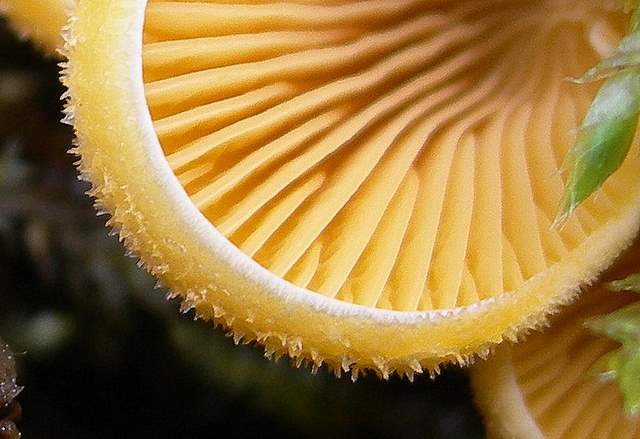 Macromiceti jurassiani � la lunga ricerca